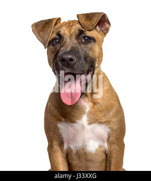 Close-up di American Staffordshire Terrier cucciolo ansimando, isolato su bianco Foto Stock