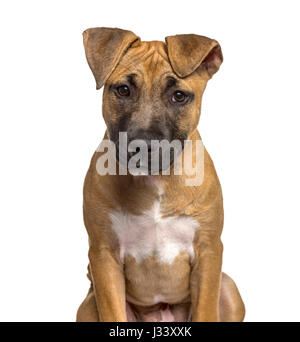 Close-up di American Staffordshire Terrier cucciolo , isolato su bianco Foto Stock