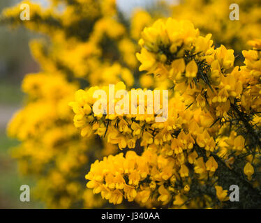 Fioritura gorse Foto Stock