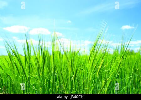 Green field in bright sunny day Foto Stock