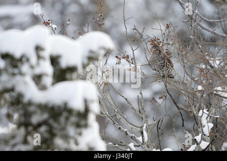 Ruffed grouse / Kragenhuhn ( Bonasa umbellus )in inverno, nascosto, seduta, appollaiate in una coperta di neve pioppi neri americani tree, Perfetto mimetismo, Wyoming USA Foto Stock