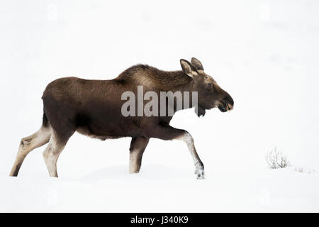 Moose / Elch ( Alces alces ), toro giovane in inverno, passeggiate attraverso la neve, bella vista laterale, sparso palchi, Yellowstone NP, Wyoming USA, America del Nord. Foto Stock