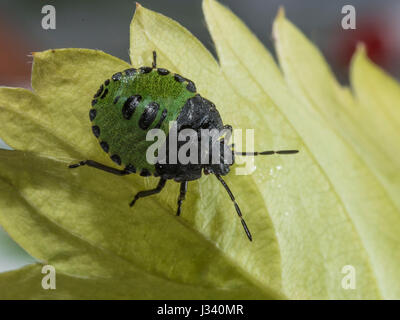 Un giovane scudo verde Bug, Palomena prasina, Chipping, Lancashire. Foto Stock