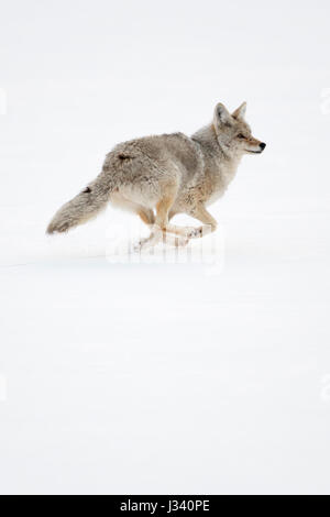 Coyote / Kojote ( Canis latrans ) di corsa, in inverno, acceso, fuggono attraverso la neve alta, Yellowstone NP, STATI UNITI D'AMERICA. Foto Stock