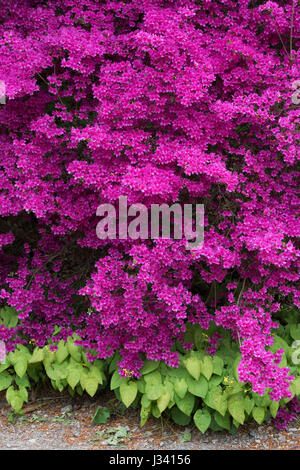 Rhododendron obtusum var. amoenum. Fioritura azalee ad RHS Wisley Gardens, Surrey, Inghilterra Foto Stock