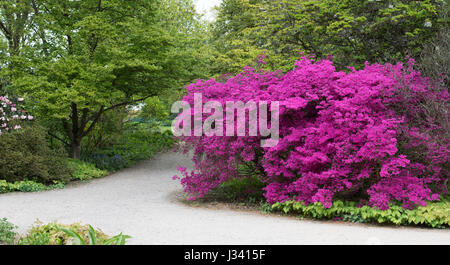 Rhododendron obtusum var. amoenum. Fioritura azalee ad RHS Wisley Gardens, Surrey, Inghilterra Foto Stock