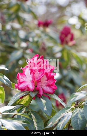 Rhododendron il presidente Roosevelt. Fioritura azalee Foto Stock