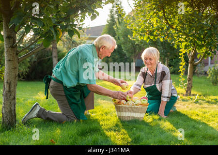 Giardinieri di anziani matura, mela paniere. Foto Stock