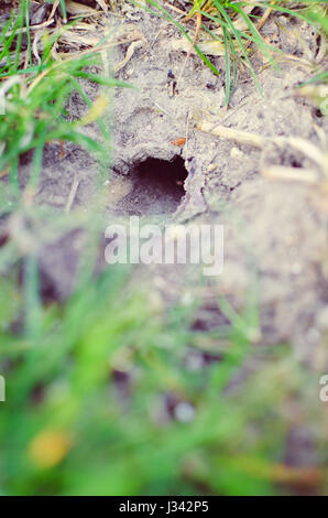 Uno sconosciuto animale o una griglia di bug home sotterraneo sul pendio di una collina ricoperta di erba al di fuori Foto Stock