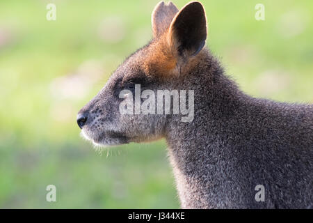 Wallabia bicolor Foto Stock