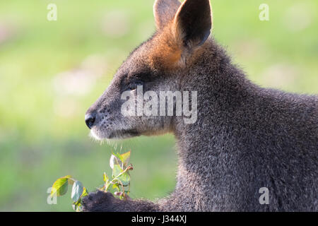 Wallabia bicolor Foto Stock