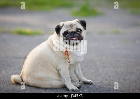 Poco grasso pug seduta sul marciapiede in estate park. Foto Stock