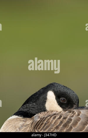 Close up testa di Cackling Canada Goose Branta canadensis minimus appoggiato con gli occhi aperti contro lo sfondo di colore verde Foto Stock