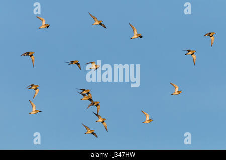 Piccolo gregge della European Golden Plover Pluvialis apricaria in volo contro il cielo blu Foto Stock