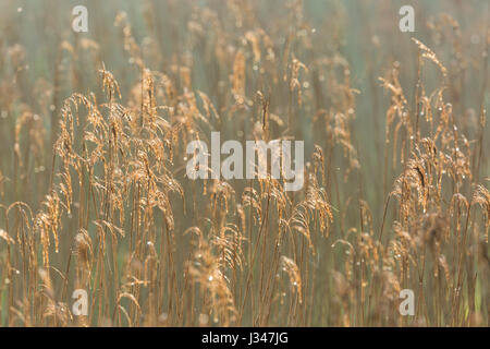 Reedbed nel caldo oro. La luce del mattino Foto Stock