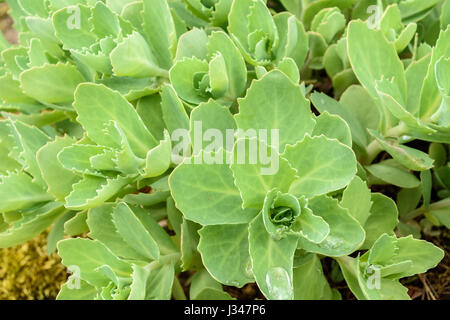 Il verde delle foglie da un giovane di Sedum Telephium impianto Foto Stock