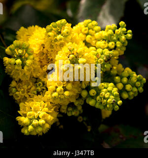 Close-up verticale di un giallo mahonia comune Foto Stock