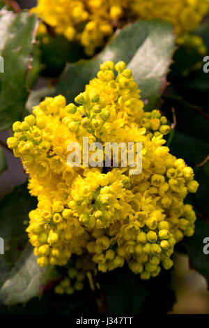 Close-up verticale di un giallo mahonia comune Foto Stock