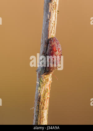 Una coperta di rugiada Darkling Beetle (Epitragodes tomentosus) posatoi sulla sua notte roost su un impianto di stelo di mattina presto. Foto Stock