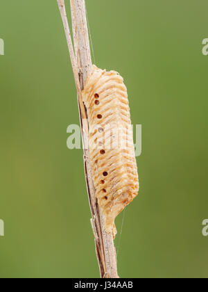 Un grande Florida Mantis (Stagmomantis floridensis) ootheca (massa d'uovo) attaccato ad una palude di gambo di erba. Foto Stock