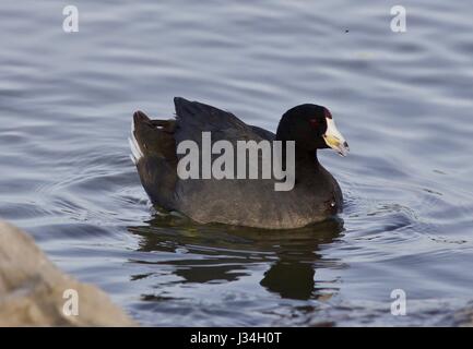 Bellissima foto di incredibile american coot nel lago Foto Stock