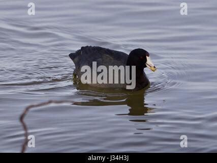 Bellissima foto di incredibile american coot nel lago Foto Stock