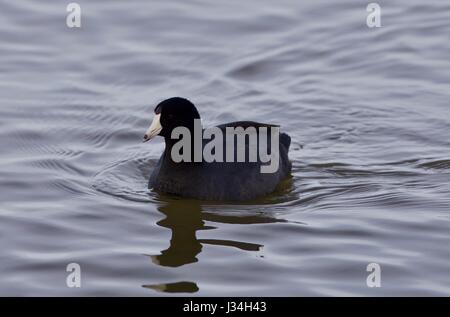 Bellissima foto di incredibile american coot nel lago Foto Stock