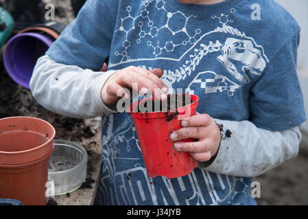 Un bambino di sei anni ragazzo lavora in una serra e piantare semi, Chipping, Lancashire. Foto Stock