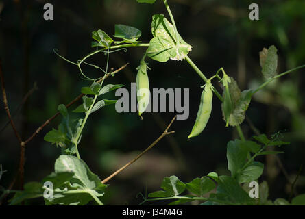 I piselli crescono in un giardino, Chipping, Lancashire. Foto Stock