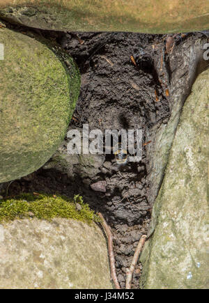 Bumble Bee nido in un giardino di pietra a parete, Chipping, Lancashire. Foto Stock