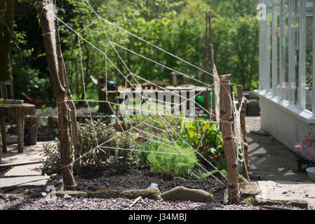 Nastri di stringa in un giardino Chipping, Preston, Lancashire. Foto Stock