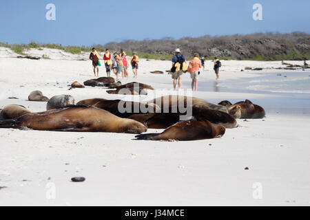 Le Galapagos Sea Lion di dormire sulla spiaggia, Baia Gardner, Espanola, Isole Galapagos, Ecuador Foto Stock