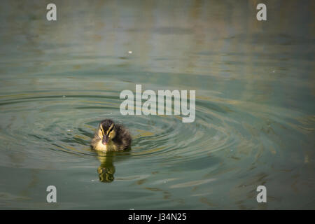 Unico giovane mallard anatroccolo nuoto su un lago Foto Stock