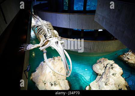 All'interno dell'Acquario Boston capitale del Massachusetts, Stati Uniti, STATI UNITI D'AMERICA, Foto Stock