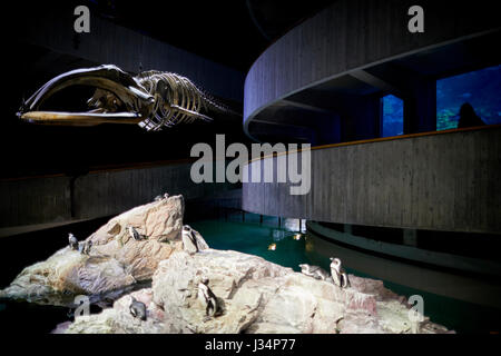 All'interno dell'Acquario Boston capitale del Massachusetts, Stati Uniti, STATI UNITI D'AMERICA, Foto Stock