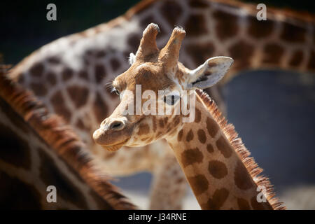 Giraffa presso Blackpool Zoo Foto Stock