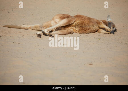 Kangaroo a Blackpool Zoo Foto Stock