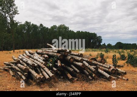 Mazzetto di log tagliati vicino ad una foresta in un giorno nuvoloso Foto Stock