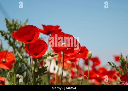 Papaveri Rossi nel campo di campagna contro il cielo blu Foto Stock