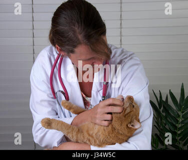 Modello rilasciato immagine con veterinario femmina maschio esame orange tabby cat sul tavolo di esame Foto Stock