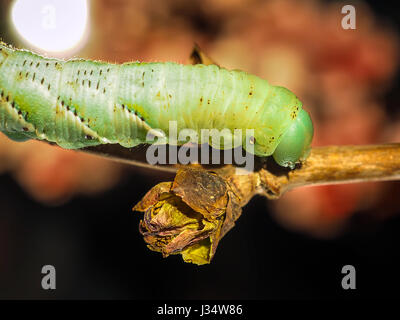 Macro Closeup di un verde Io Moth Caterpillar Automeris io su un ramo di albero Foto Stock