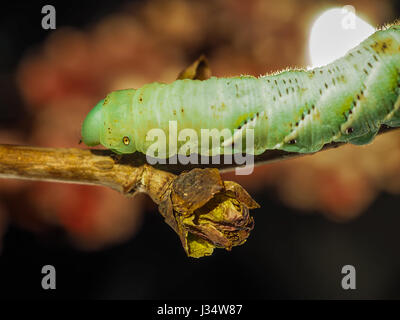 Macro Closeup di un verde Io Moth Caterpillar Automeris io su un ramo di albero Foto Stock