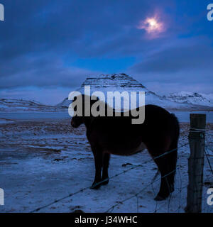 GRUNDARFJOROUR, Islanda - CIRCA NEL MARZO 2015: islandese cavallo di notte nei pressi di Grundarfjordur in Islanda contro Kirkjufell mountain, una pietra miliare in SNA Foto Stock