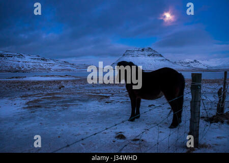 GRUNDARFJOROUR, Islanda - CIRCA NEL MARZO 2015: islandese cavallo di notte nei pressi di Grundarfjordur in Islanda contro Kirkjufell mountain, una pietra miliare in SNA Foto Stock