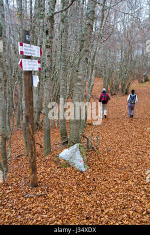 Escursioni attraverso autunno del bosco di faggio nel Parco Nazionale del Pollino Foto Stock