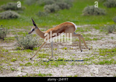 Springbok Antidorcas marsupialis ( springbok è l'animale nazionale del Sud Africa) Foto Stock