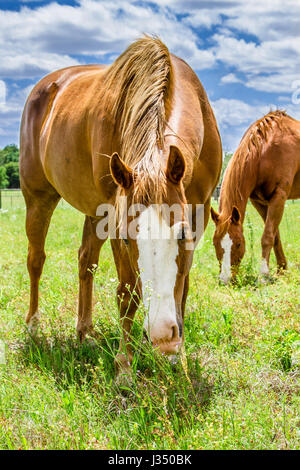 Bella Chestnut/Sorrel Quarter Horses in Texas pascolo Foto Stock