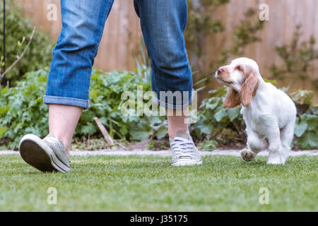 Allegro mischievious cocker spaniel cucciolo felice in esecuzione in giardino Foto Stock
