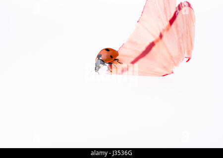 Red Ladybug camminando su una matita colorata trucioli Foto Stock