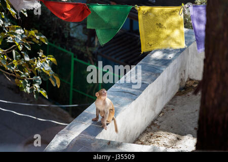 Carino il novellame di macaco rhesus monkey (macaca mulatta) guardando colorato preghiera tibetano bandiere, McLeodGanj, Dharamshala, Himachal Pradesh, India del nord Foto Stock